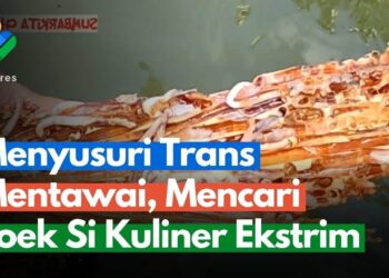 Mengenal Toek, Kuliner dari Cacing Kayu Khas Mentawai