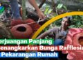 Joni Hartono, Penangkar Pertama Bunga Rafflesia dari Agam
