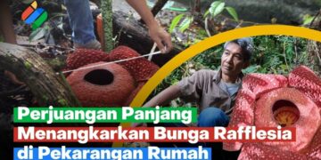 Joni Hartono, Penangkar Pertama Bunga Rafflesia dari Agam