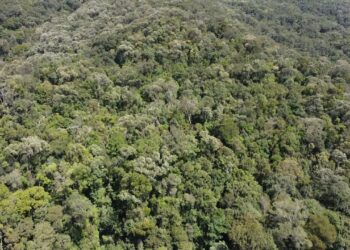 Jelajah Hutan Sirukam, Ada Pohon Asuh Dian Sastro dan Jalan Rantai
