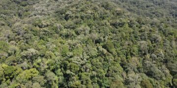 Jelajah Hutan Sirukam, Ada Pohon Asuh Dian Sastro dan Jalan Rantai