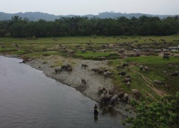 Kerbau di Kampung Asal, Perjalanan ke Malin Deman Bengkulu