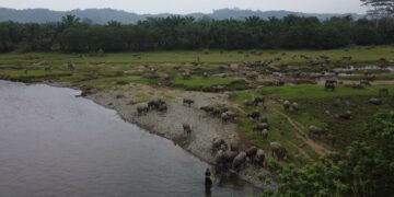 Kerbau di Kampung Asal, Perjalanan ke Malin Deman Bengkulu