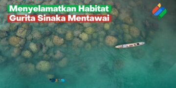 Menyelamatkan Habitat Gurita Sinaka Mentawai