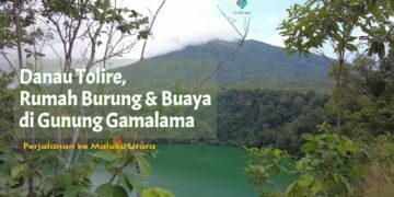 Melihat Buaya dan Burung di Danau Tolire Gunung Gamalama