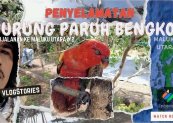 Perjalanan Interes.id ke Maluku Utara Melihat Penyelamatan Burung Paruh Bengkok