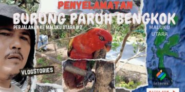 Perjalanan Interes.id ke Maluku Utara Melihat Penyelamatan Burung Paruh Bengkok
