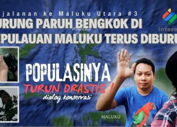 Populasi Burung Paruh Bengkok di Maluku Utara Turun Drastis