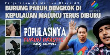 Populasi Burung Paruh Bengkok di Maluku Utara Turun Drastis