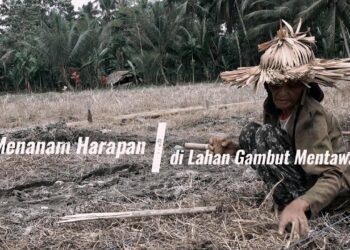 Rut Sababalat menanam padi pada lahan gambut di Desa Saureinuk, Pulau Sipora Kabupaten Kepulauan Mentawai
