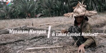 Rut Sababalat menanam padi pada lahan gambut di Desa Saureinuk, Pulau Sipora Kabupaten Kepulauan Mentawai